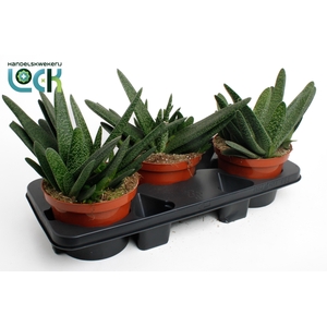 Gasteria Big Ben