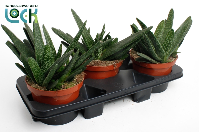 <h4>Gasteria Big Ben</h4>