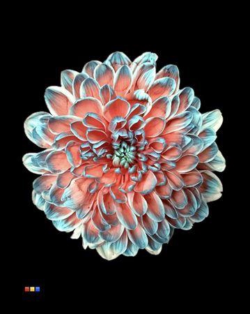 <h4>Chr T Altaj Bazooka</h4>