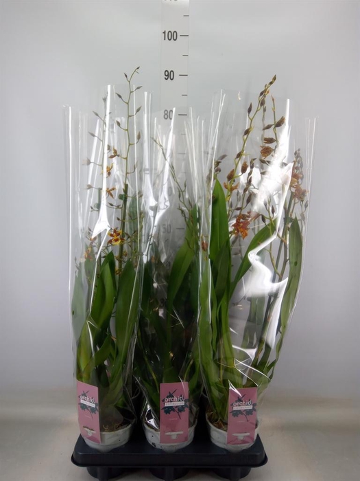 <h4>Cambria   ...mix 3</h4>