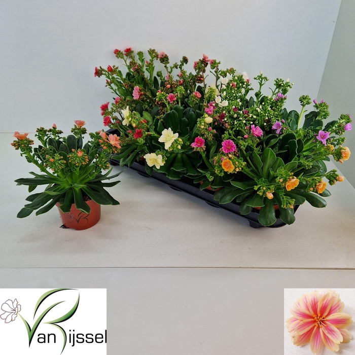 <h4>LEWI MOU DREAMS GEM</h4>