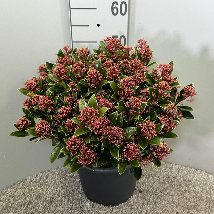 <h4>Skimmia japonica 'Antarctica'</h4>