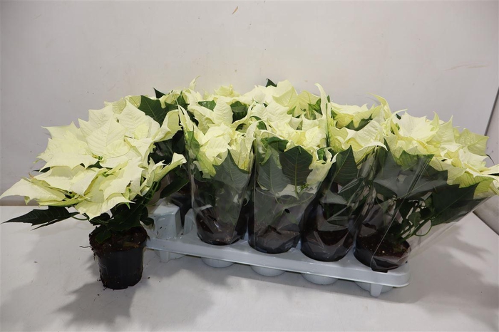 <h4>Euphor P Alaska</h4>