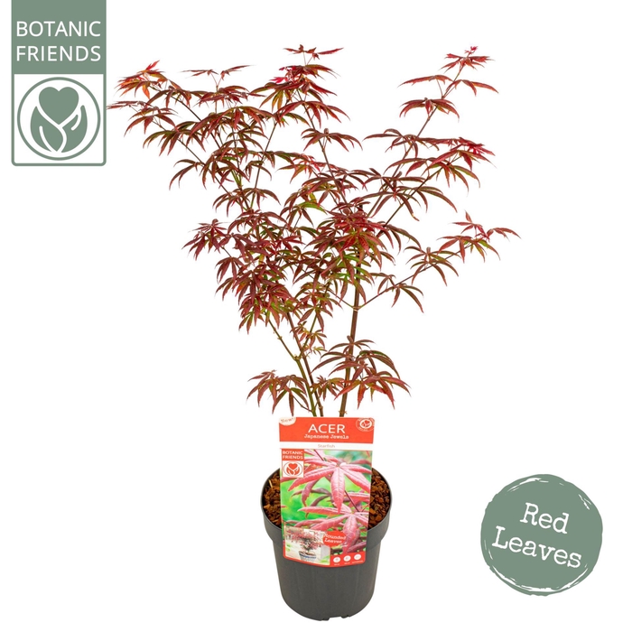 <h4>Acer palmatum</h4>