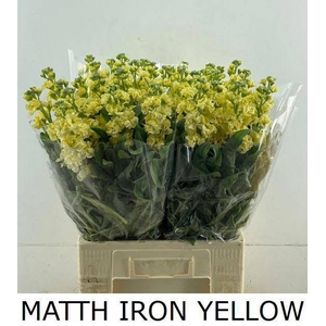 MATTH IRON YELLOW