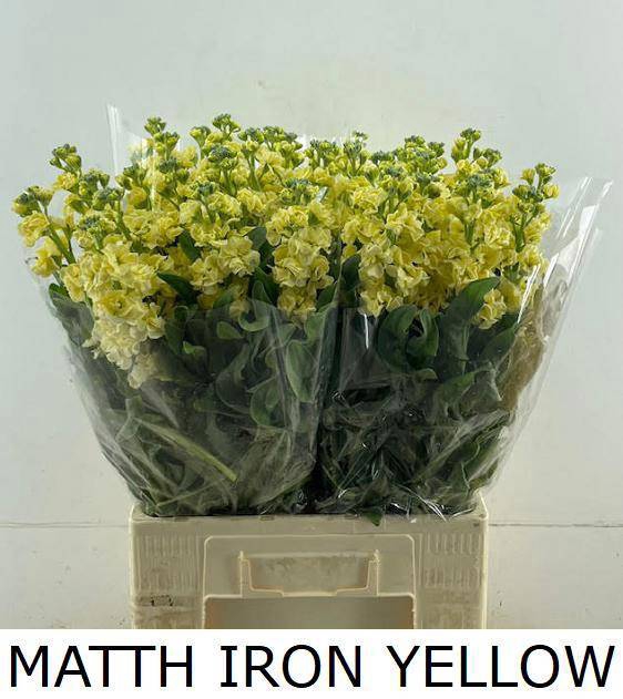 <h4>MATTH IRON YELLOW</h4>