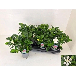 GARDENIA JASMINOIDES
