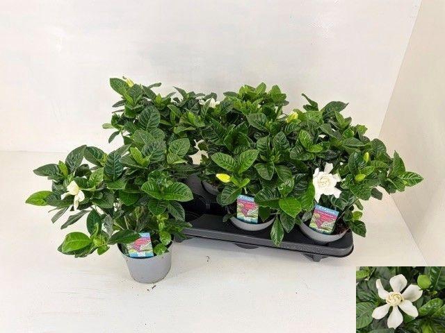 <h4>GARDENIA JASMINOIDES</h4>