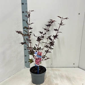 Acer palmatum Trompenburg