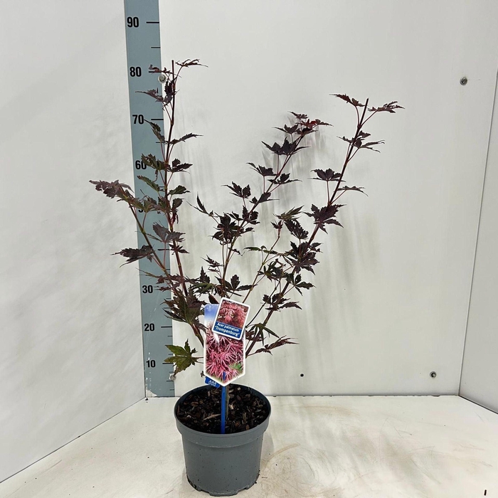 <h4>Acer palmatum Trompenburg</h4>