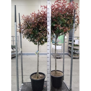 Photinia fraseri