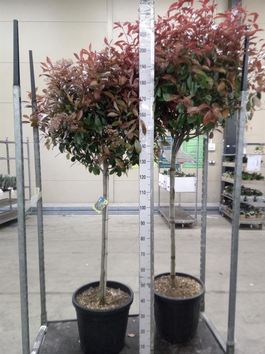 <h4>Photinia fraseri</h4>