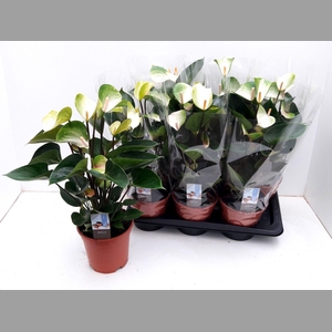 ANTHU ADIOS SPRING