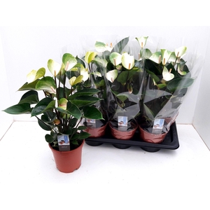 ANTHU ADIOS SPRING