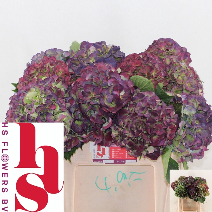 <h4>HYDR M ELBTAL CL</h4>