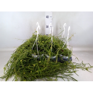 Hoya linearis