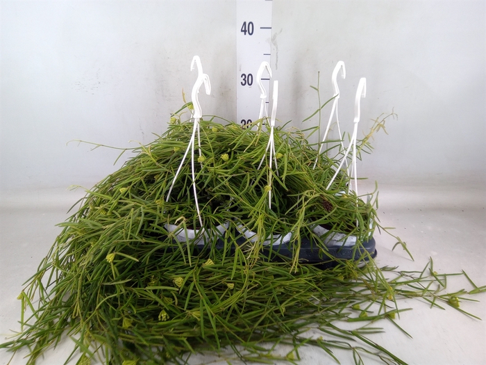 <h4>Hoya linearis</h4>