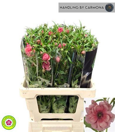 <h4>Ran Moderna Energia</h4>