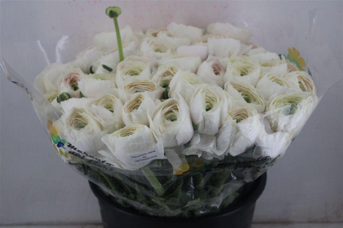 <h4>Ran Cloni Sup Hanoi</h4>