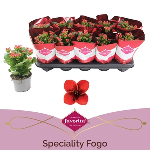 Kalanchoë Favorita Speciality Fogo