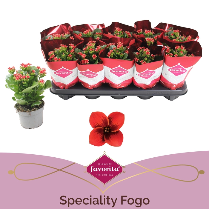 <h4>Kalanchoë Favorita Speciality Fogo</h4>
