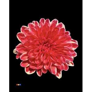 Chr T Altaj Red