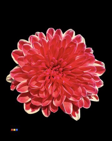<h4>Chr T Altaj Red</h4>