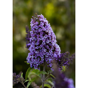 Buddleja gemengd
