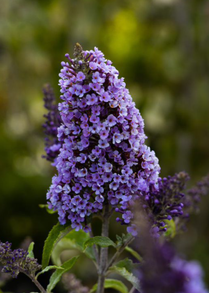 <h4>Buddleja gemengd</h4>