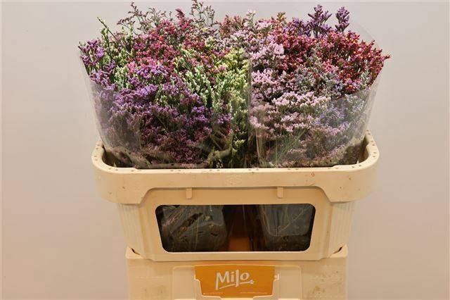 <h4>LIM SIN DIAMOND GEM</h4>