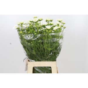 Cosmos White