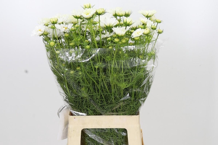 <h4>Cosmos White</h4>