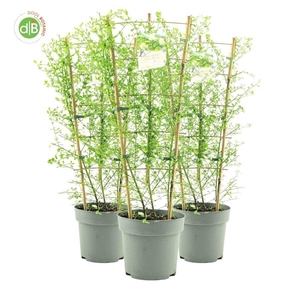 Ceanothus Thy. 'Snow Flurries'