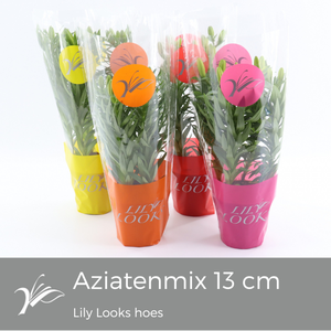 Lilium 13 cm aziatenmix Lily Looks hoes (az. lelie)