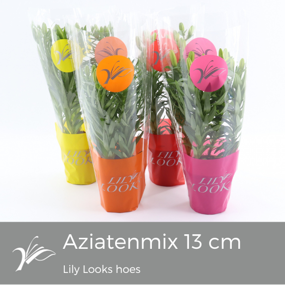 <h4>Lilium 13 cm aziatenmix Lily Looks hoes (az. lelie)</h4>