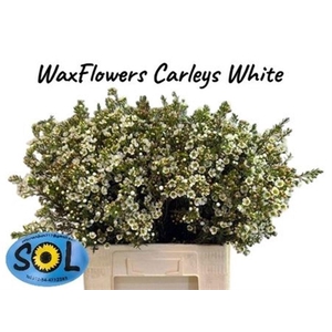 Chame Un Carlys White