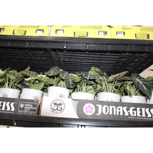 ALOCASIA REGINULA NINJA P12