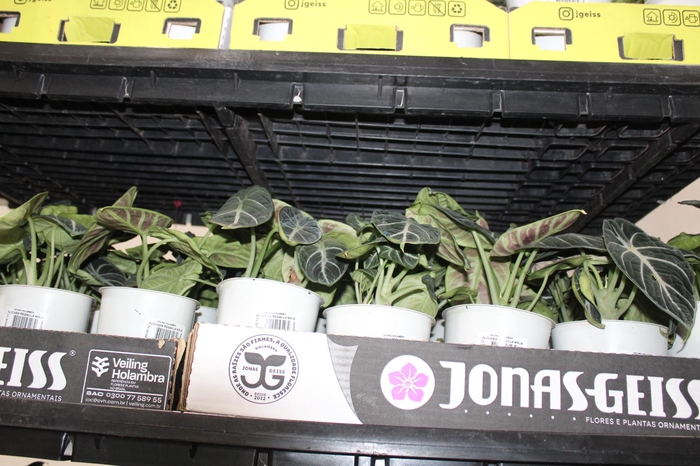 <h4>ALOCASIA REGINULA NINJA P12</h4>