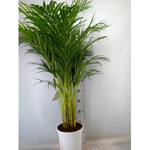 Dypsis lutescens   ...Chrysalidoca