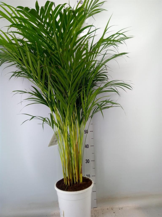 <h4>Dypsis lutescens   ...Chrysalidoca</h4>