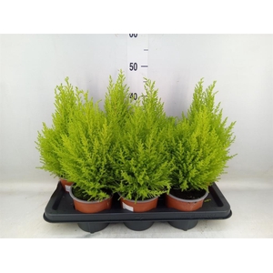 Cupressus macro. 'Goldcrest Wilma'