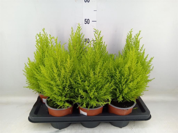 <h4>Cupressus macro. 'Goldcrest Wilma'</h4>