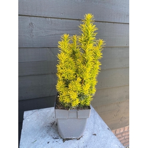 Taxus baccata 'David' P17