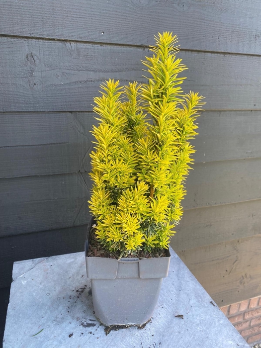 <h4>Taxus baccata 'David' P17</h4>