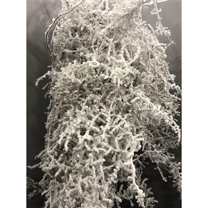 Asparagus Flocc White 5 St Bianco