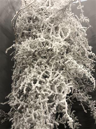 <h4>Asparagus Flocc White 5 St Bianco</h4>