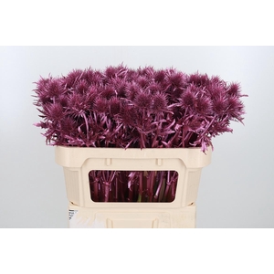 Eryn Supernova Kl Bh Metallic Rose