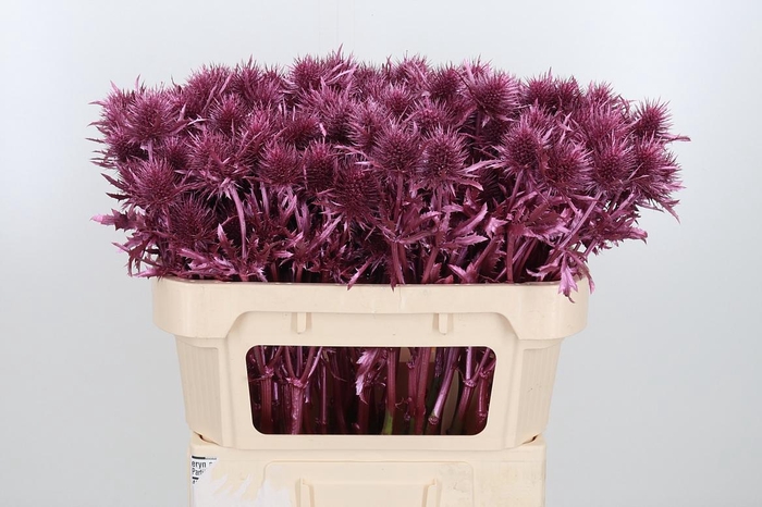 <h4>Eryn Supernova Kl Bh Metallic Rose</h4>