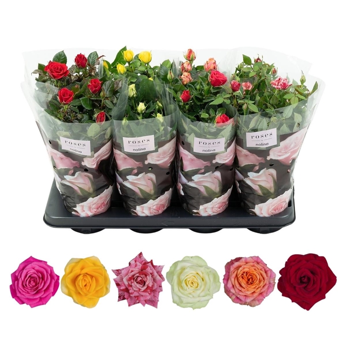 <h4>Nolina Roses Ø 13 cm Mix</h4>