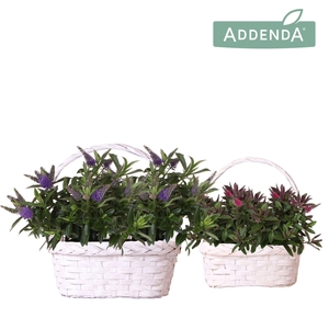 Hebe Addenda Donna mix in Duomand twins mix